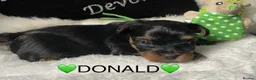 Yorkshire Terrier dogs for sale: Adorarable Yorkie Boys 5🌟Licenced Breeder - Advert 7