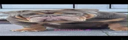 English Bulldog dogs for sale: English bulldog - Advert 1