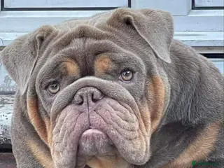 English Bulldog dogs English bulldog - Advert 1