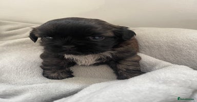 Shih Tzu dogs - Advert 15