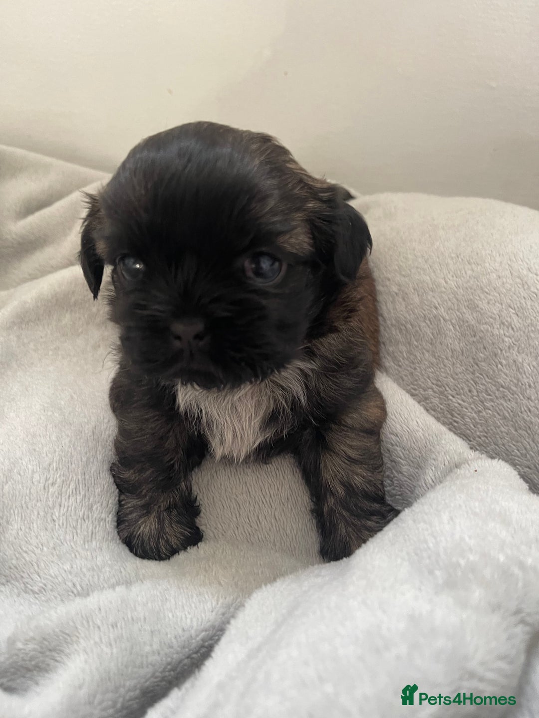 Shih Tzu dogs for sale: Kc Standard Shih Tzu puppies - Image 2