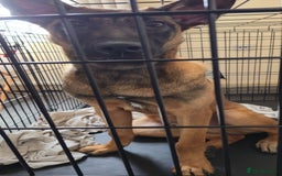 Belgian Shepherd Dog dogs for sale: Kairo - Belgian Malinois - Image 2