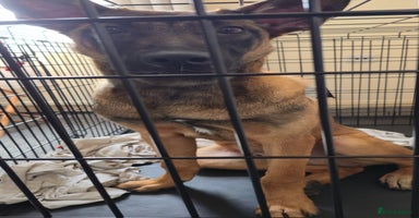 Belgian Shepherd Dog dogs - Advert 1