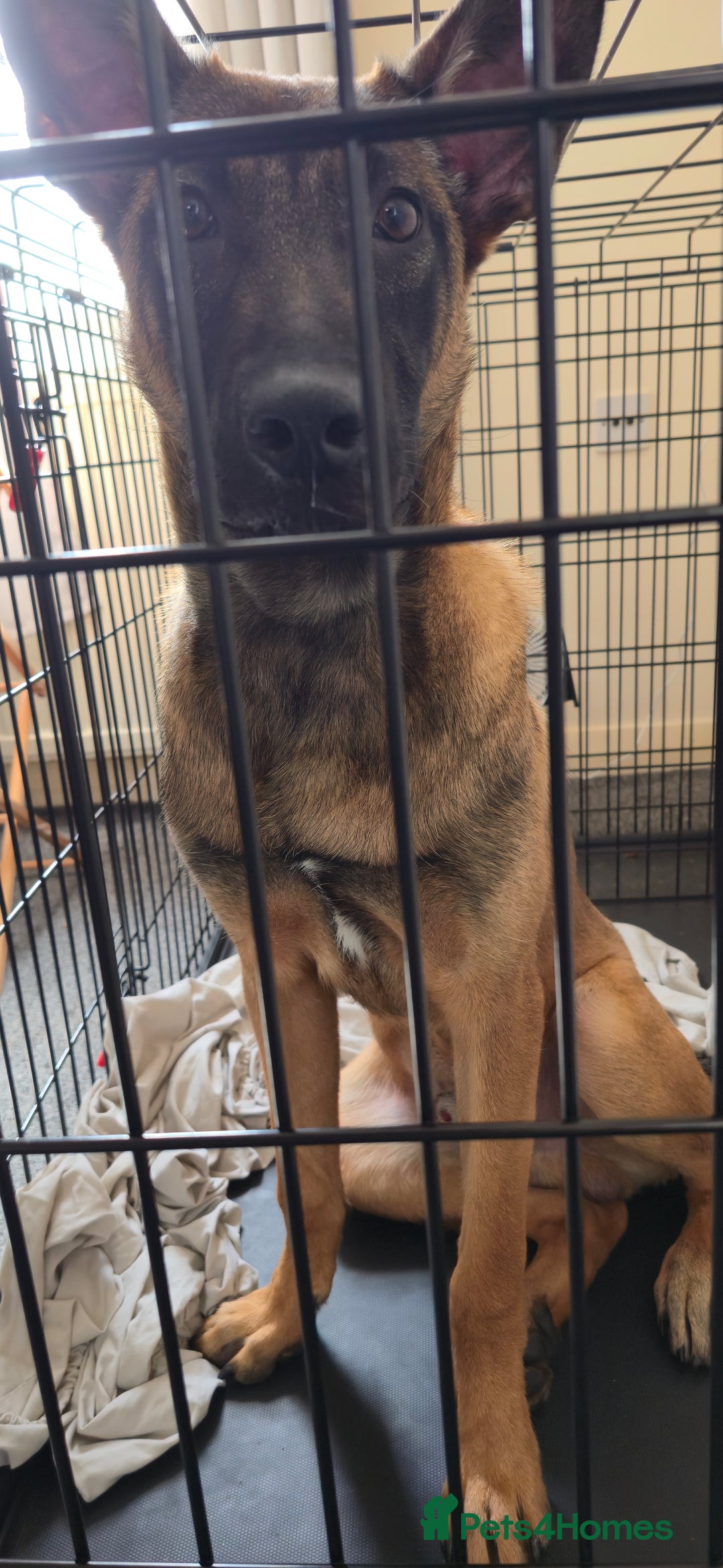 Belgian Shepherd Dog dogs for sale: Kairo - Belgian Malinois - Image 2