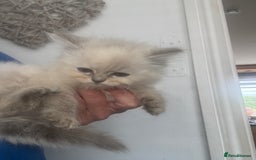 Ragdoll cats for sale: Champion bloodlines Ready for their loving homes - Image 16