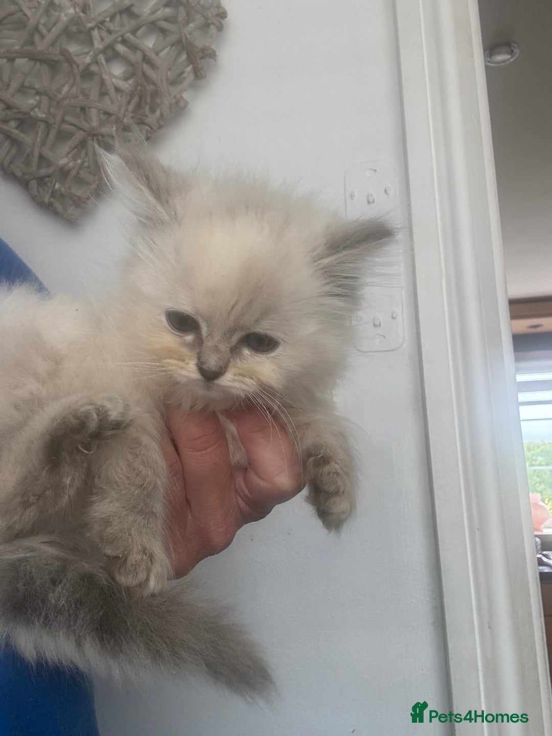 Ragdoll cats for sale: Champion bloodlines Ready for their loving homes - Image 16