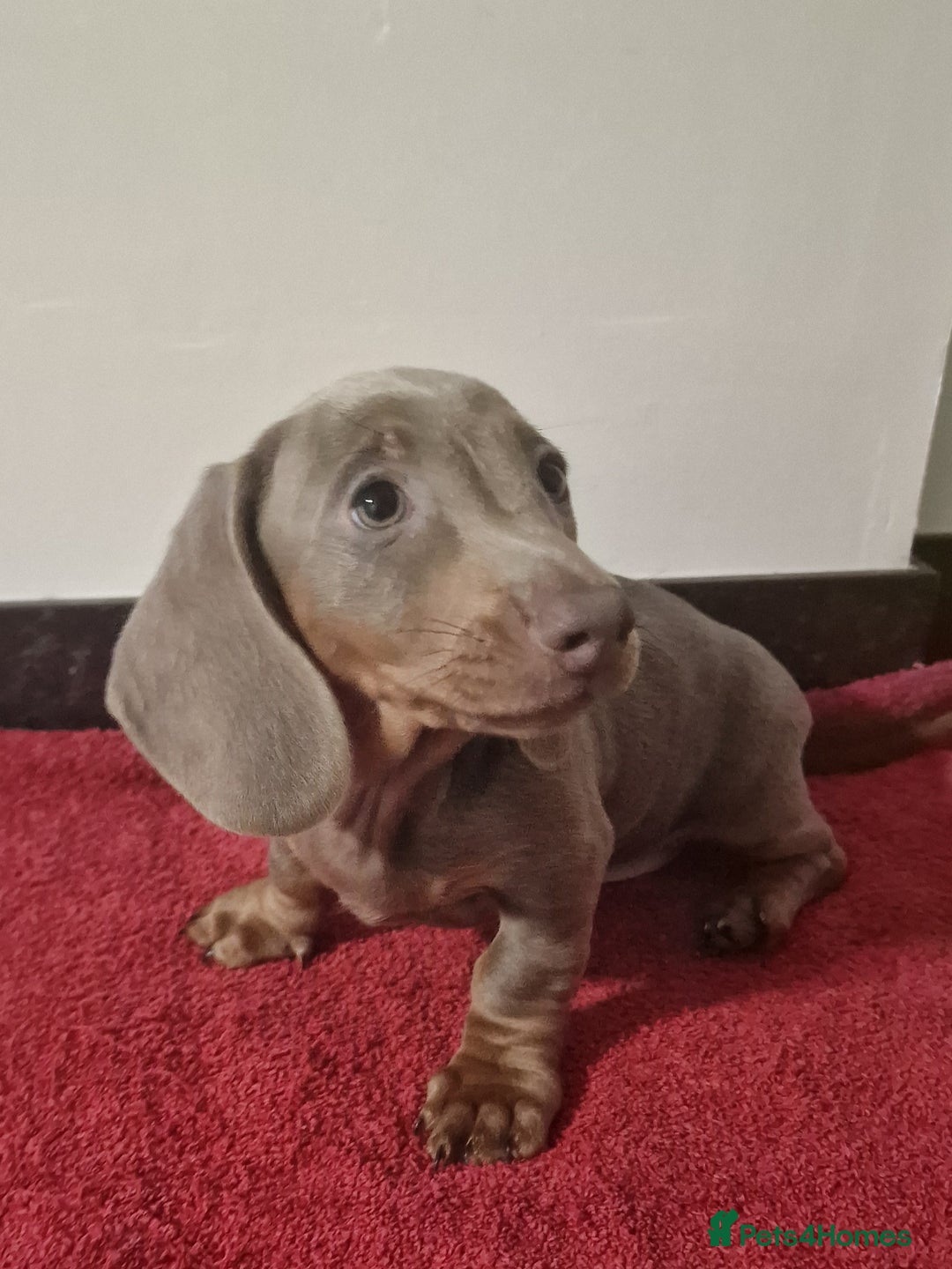 Dachshund dogs for sale: Miniture dachshund puppies  - Image 10