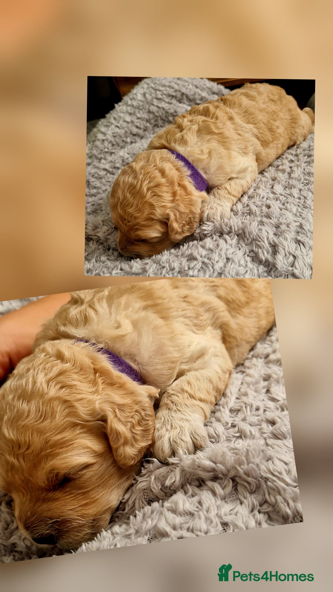 Mixed Breed dogs for sale: Cavapoo/cockapoo, ready September £1250. Cardiff - Image 10