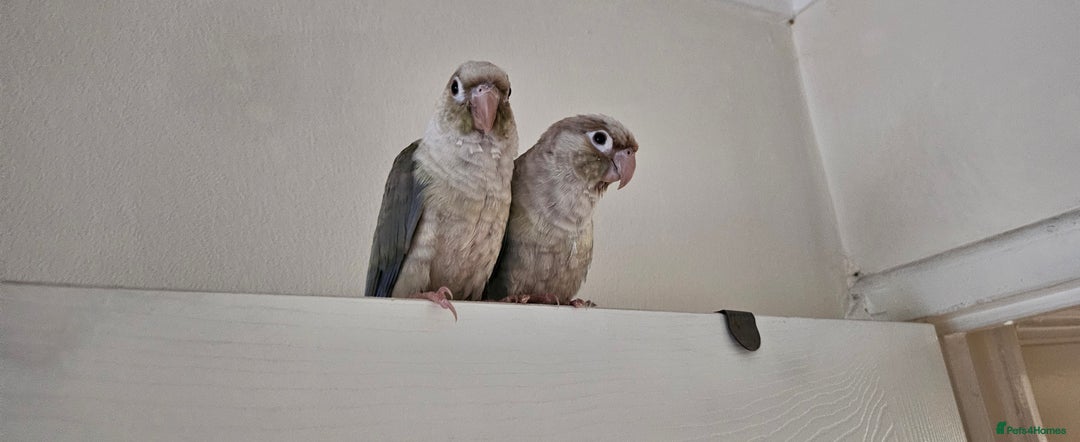 Conures birds for sale: Male and femalle conure...6 months - Image 3