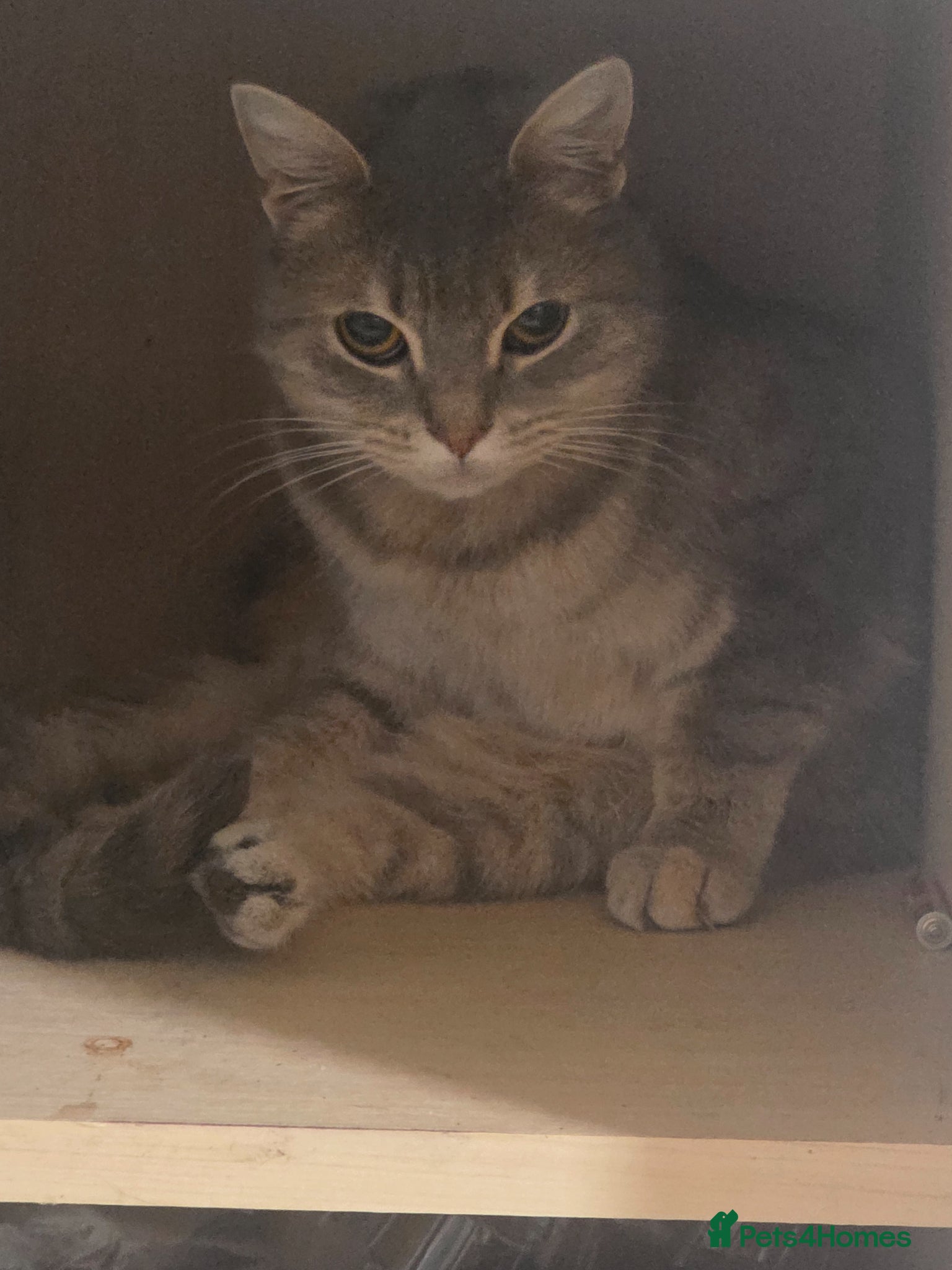 British Shorthair cats for sale: Bella - Advert 1