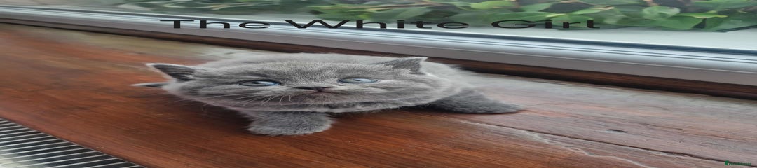 British Shorthair Kitten 4