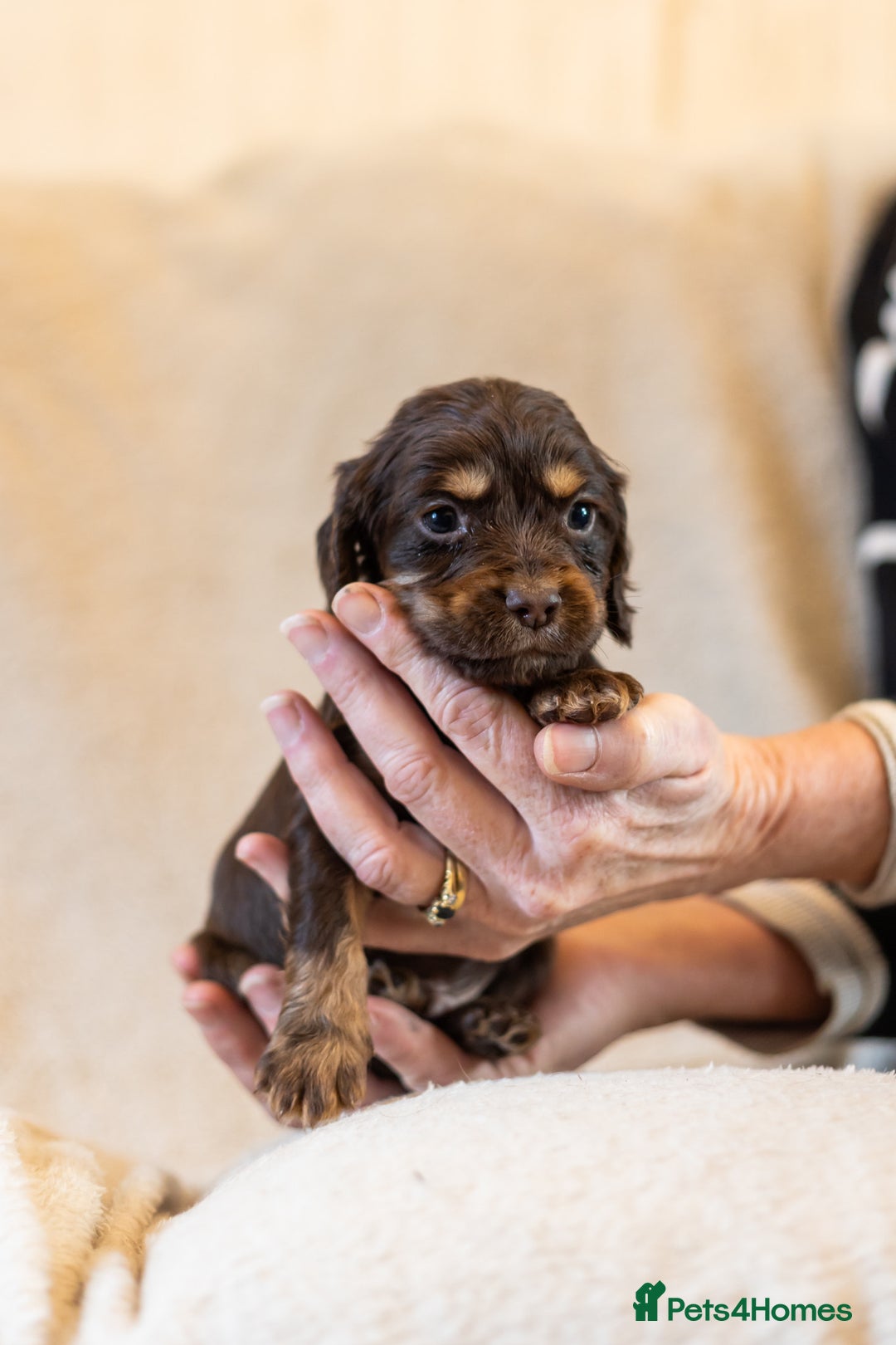 Cocker Spaniel dogs for sale: Working Cocker Spanials - Advert 4