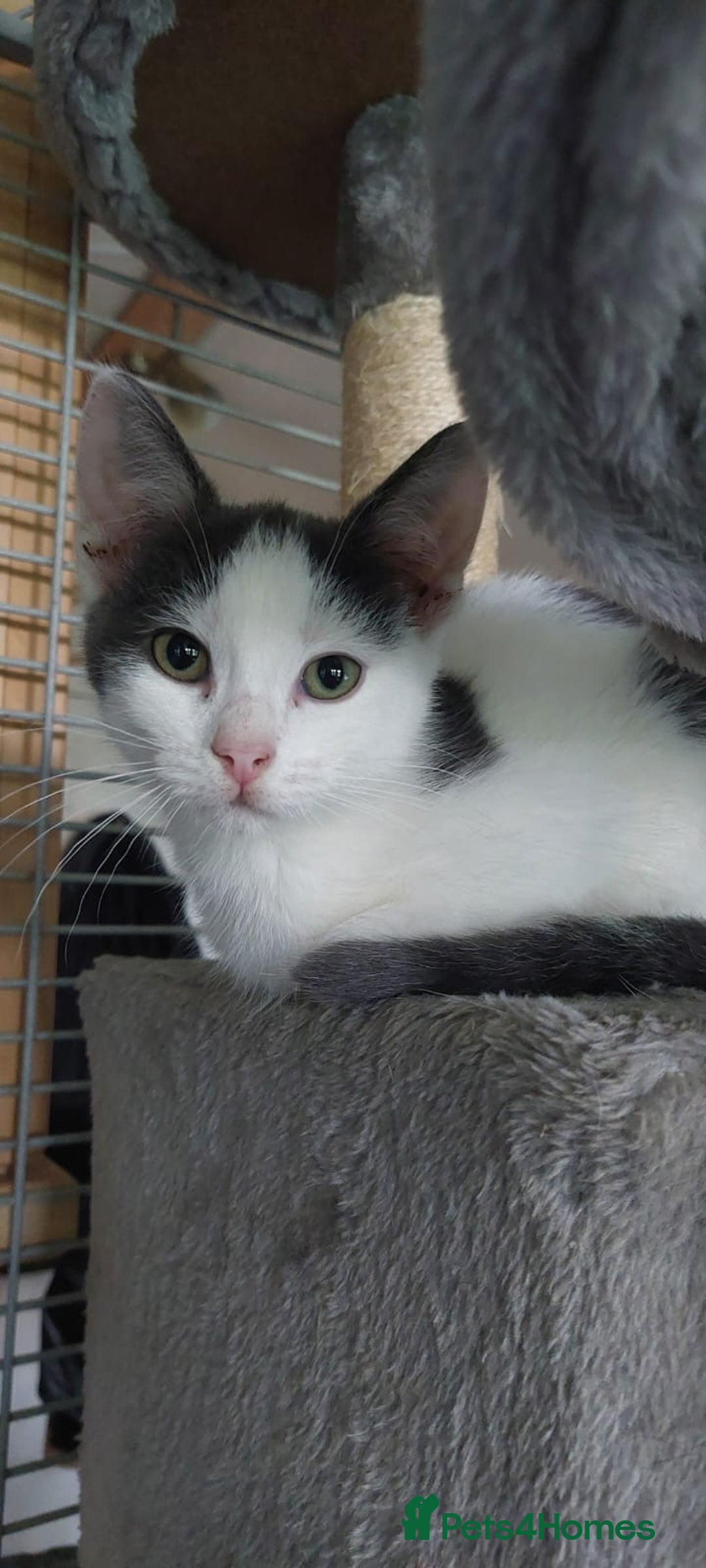 Mixed Breed cats for sale: Beautiful, lively, loving kittens  - Advert 7