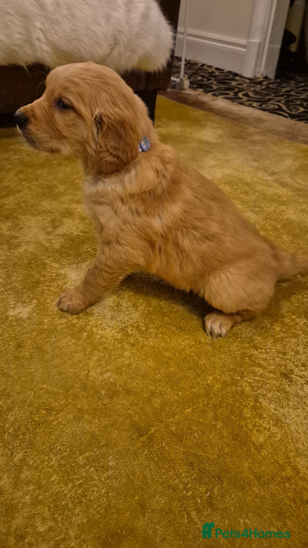 Golden Retriever dogs for sale: KC registered dark red golden retrievers - Advert 16