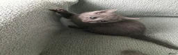 Russian Blue cats for sale: TICA registered Russian Blue kittens - Advert 17