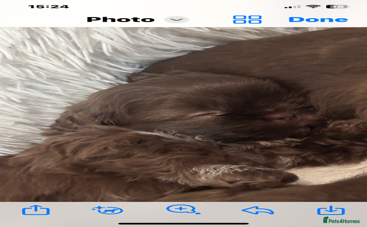 Shih Tzu dogs Imperial Shih Tzu  - Advert 2