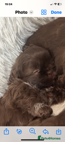 Shih Tzu dogs Imperial Shih Tzu - Advert 1