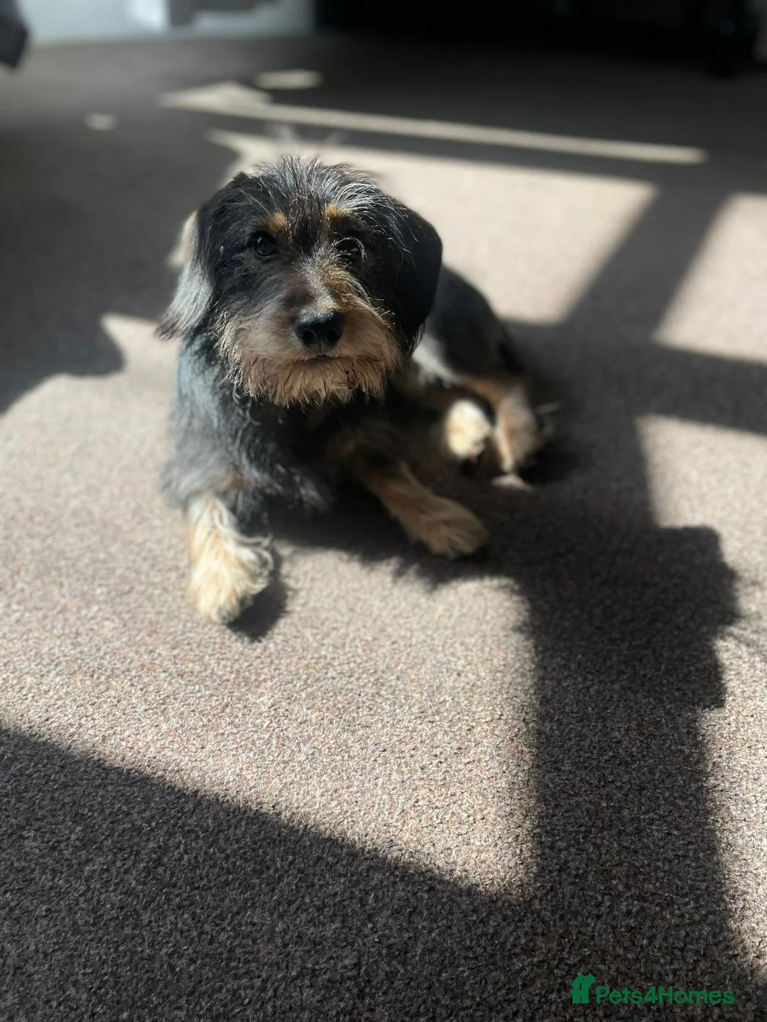 Mixed Breed dogs for sale: Re homing  - Advert 2