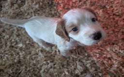 Cocker Spaniel dogs for sale: KC registered working cocker spaniel puppiess.  - Image 4