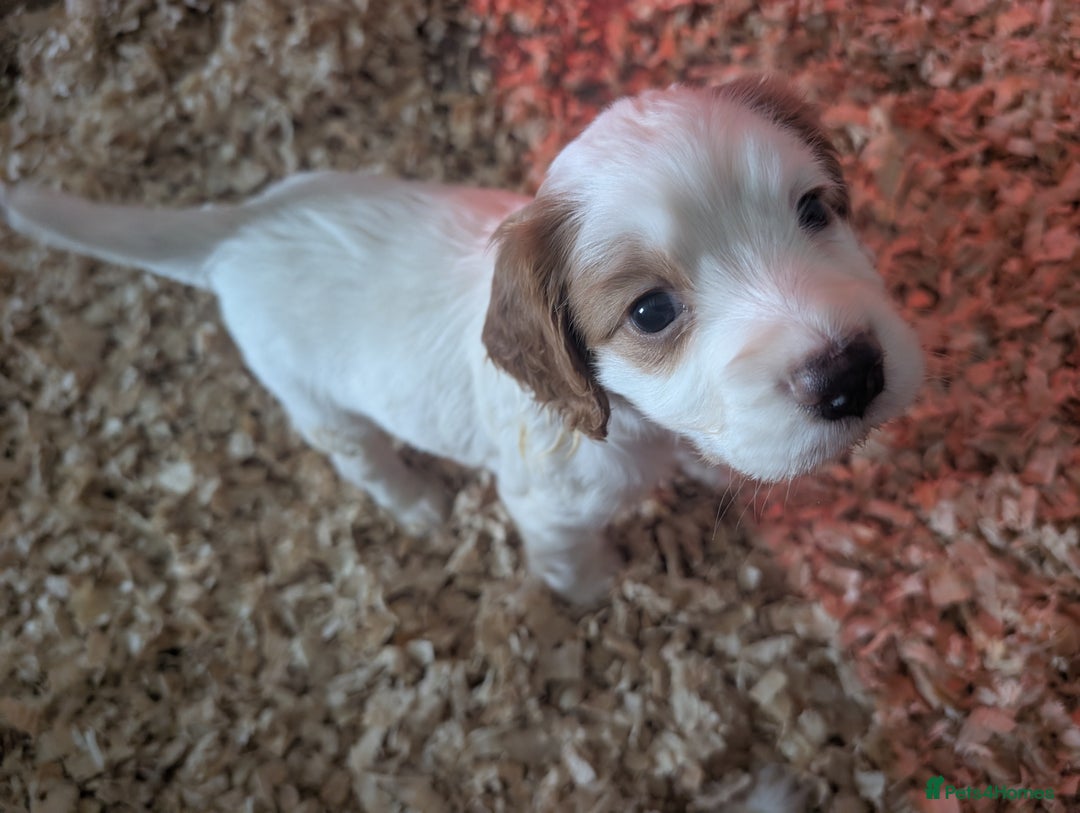 Cocker Spaniel dogs for sale: KC registered working cocker spaniel puppiess.  - Image 4