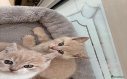 British Shorthair cats for sale: 3 LEFT - TICA BRITISH SHORTHAIRED KITTENS - Image 28