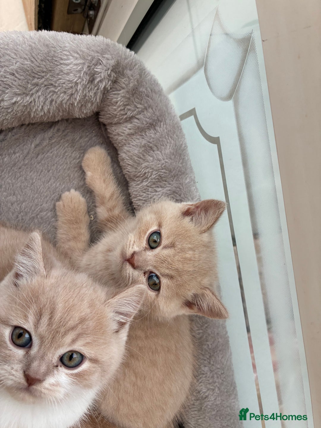 British Shorthair cats for sale: 3 LEFT - TICA BRITISH SHORTHAIRED KITTENS - Image 28