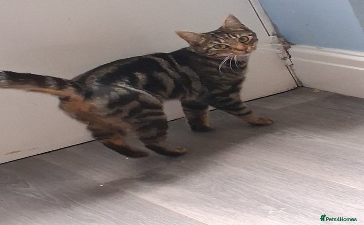 Mixed Breed cats - Advert 10