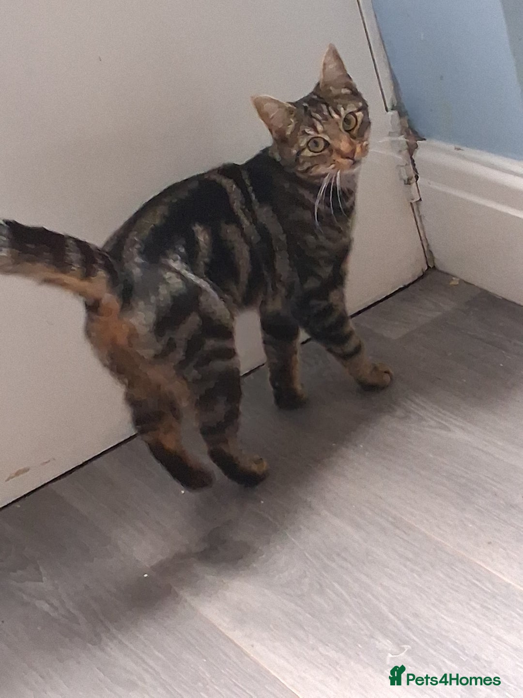 Mixed Breed cats for sale: Tabby female 1yr - Image 1