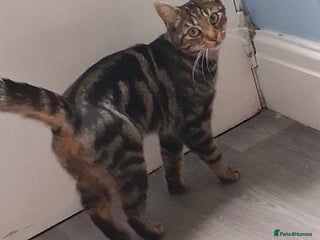 Mixed Breed cats - Advert 21