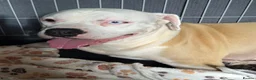 American Bulldog dogs for sale: AMERICAN BULLDOG PUPIES - Advert 1