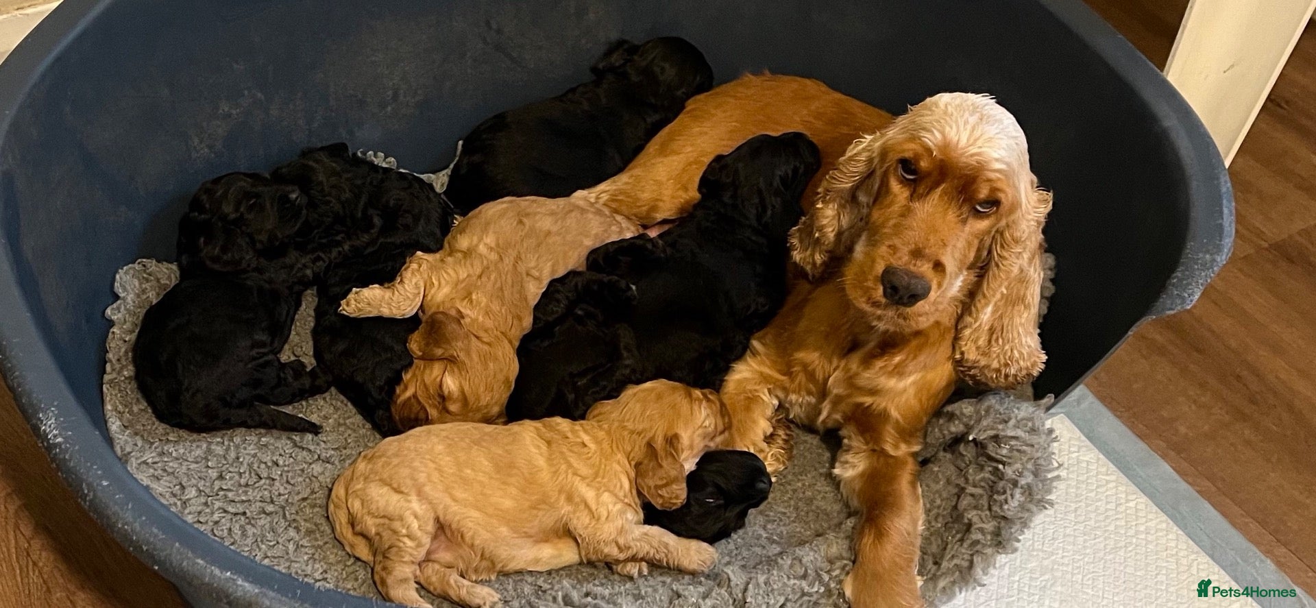Cockapoo dogs for sale: Outstanding F1 Cockapoos - Advert 1