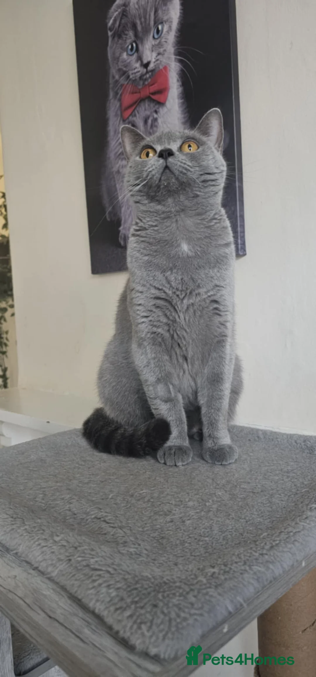British Shorthair cats for sale: British shorthair cat GCCF - Advert 3
