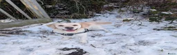 Golden Retriever dogs for sale: Adventure-Ready Golden Retriever Puppies 🐾 - Advert 15