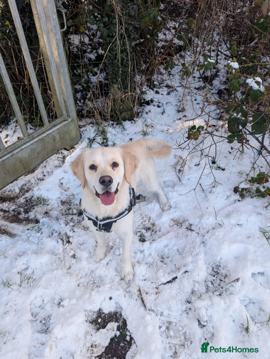 Golden Retriever dogs for sale: Adventure-Ready Golden Retriever Puppies 🐾 - Advert 15