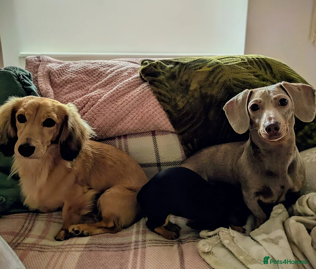 Miniature Dachshund dogs for sale: Miniature baby dachshund - Advert 8