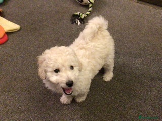 Bordoodle dogs BORDOODLE puppies DNA screened - Advert 18