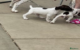 German Shorthaired Pointer dogs for sale: Gsp pups  - Image 5