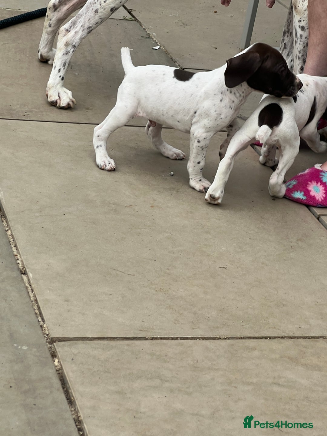 German Shorthaired Pointer dogs for sale: Gsp pups  - Image 5