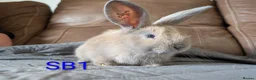 Continental Giant rabbits for sale: Beautiful Conti babies  - Advert 11