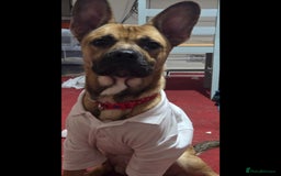 Mixed Breed dogs for sale: 1.5 Yr old male - Image 1