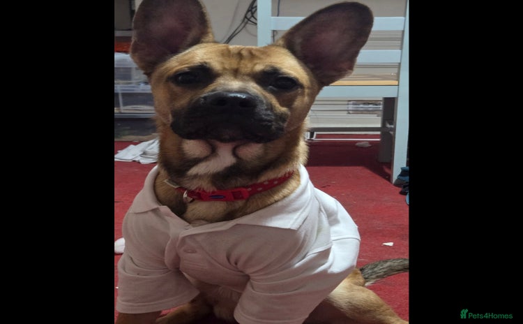 Mixed Breed dogs - Advert 1