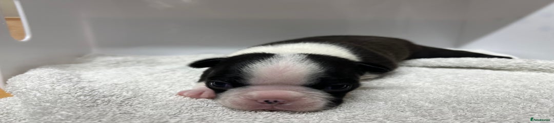Boston Terrier Puppy 5
