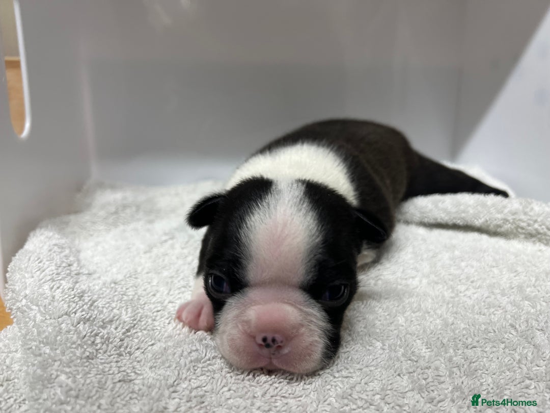 Boston Terrier dogs for sale: Champ bloodline (KC) Boston Terrier pups 💕 - Image 8