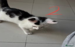 Domestic Shorthair cats for sale: 3 male kittens  - Image 4