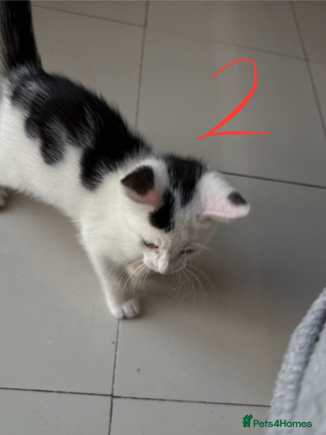 Domestic Shorthair cats for sale: 3 male kittens  - Image 4
