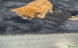 Mixed Breed cats for sale: Kittens - Image 2