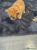 Mixed Breed cats - Advert 16