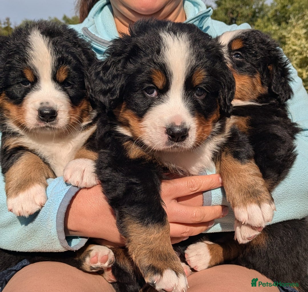 Bernese Mountain Dog dogs for sale: KC Bernese Pups – Calm, Loving & Ready Soon - Image 5