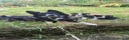 Border Collie dogs for sale: Border collie puppies  - Advert 2