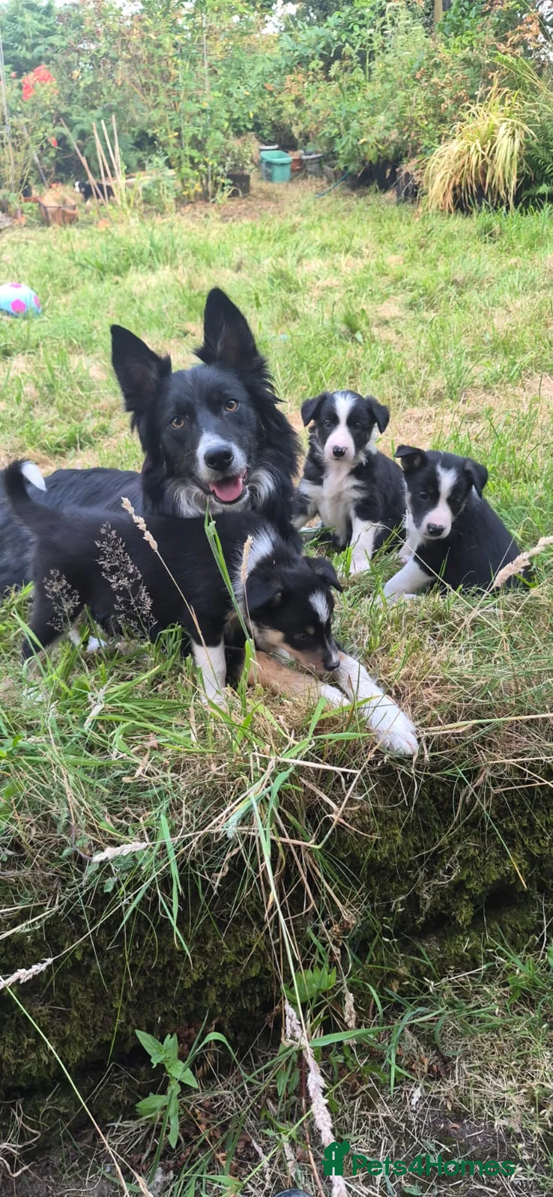 Border Collie dogs for sale: Border collie puppies  - Advert 2